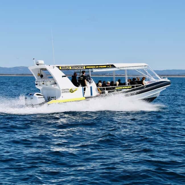Mooloolaba: Whale Watching Cruise - The Sum Up