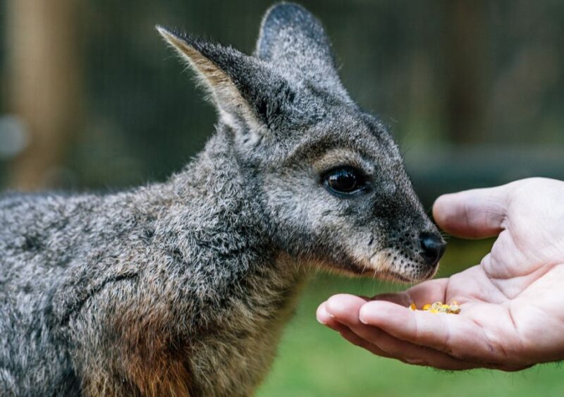 Moonlit Sanctuary Conservation Park Entry Ticket - Who Should Visit Moonlit Sanctuary?