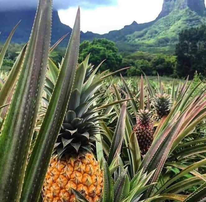 Moorea Cruise Ships: 4x4, Belvedere,Magic Mountain pineaple - What to Expect from Your Moorea 4x4 Tour