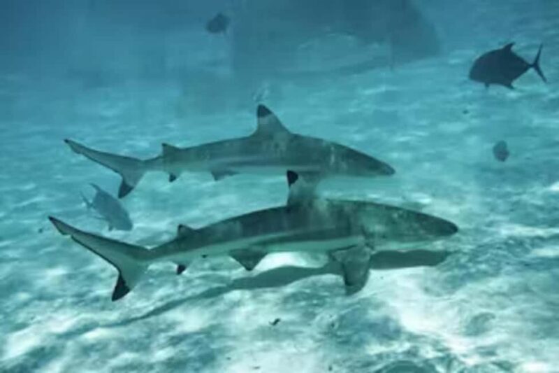 Moorea: Glass Bottom Boat Adventure with Lagoon Wonders - Authentic Insights from Reviewers