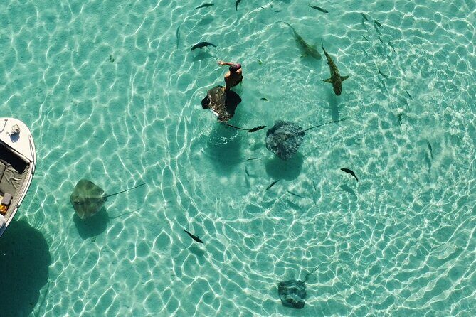 Mo'orea Half Day Private Tour with Snorkeling and Cruising the Lagoon - Who Will Love This Tour?