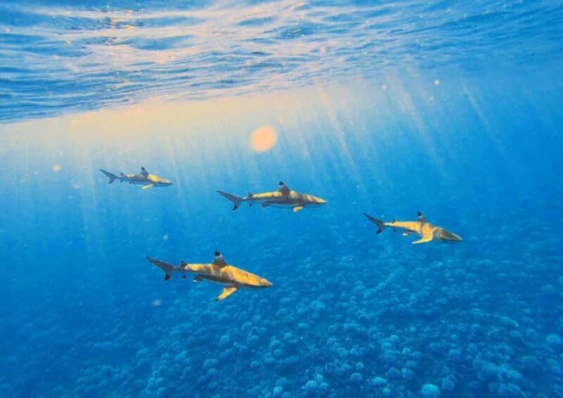 Moorea: Lagoon and Reef Snorkeling Tour with Drinks - Key Points