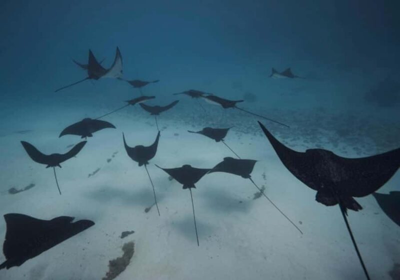 Moorea: Lagoon and Reef Snorkeling Tour with Drinks - Practical Details: What You Need to Know