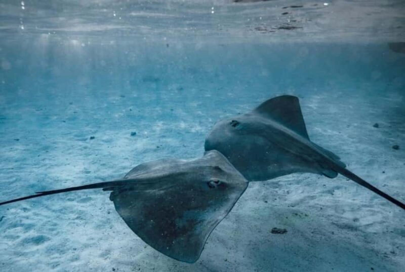 Moorea: Lagoon and Reef Snorkeling Tour with Drinks - FAQ Section