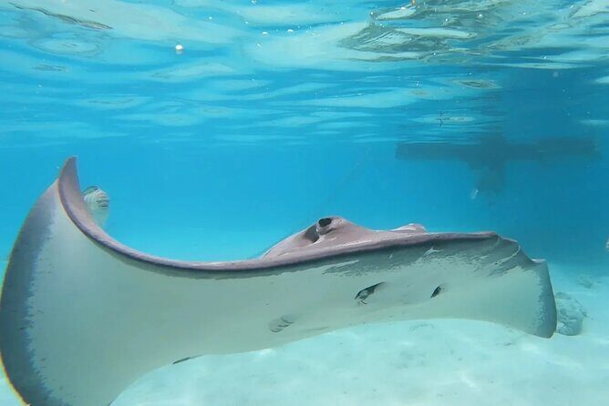 Moorea Lagoon Cruise 3 hours Snorkeling Tour - The Sum Up