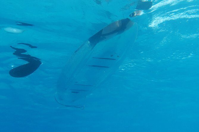 Moorea Lagoon Tour by Transparent Kayak - An Authentic Look at Moorea’s Marine Magic