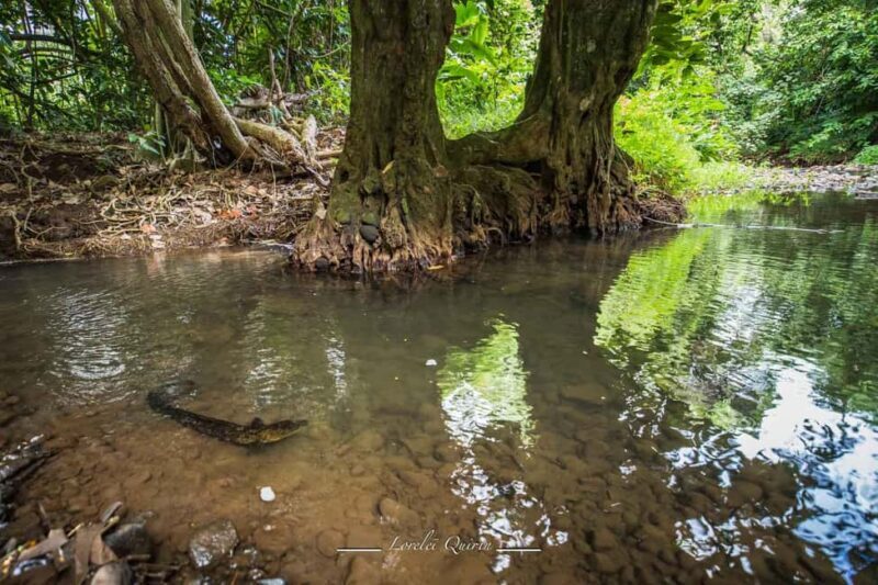 Moorea photographic excursion in private and adapted session - Final thoughts