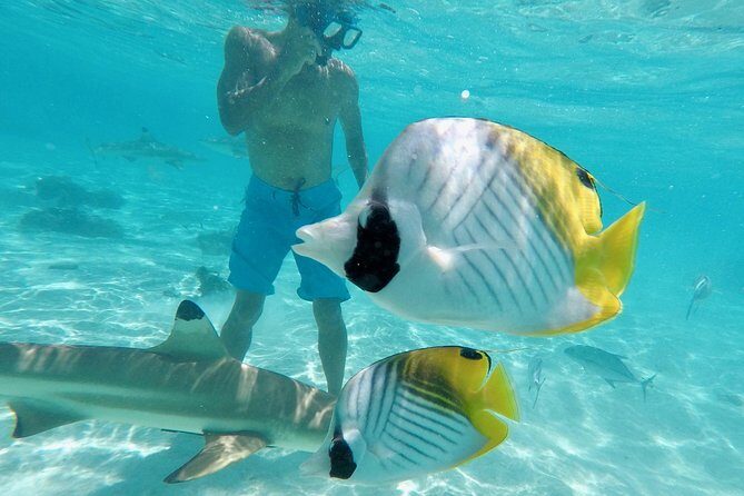Moorea Solo or Twin 3 hours Jet Ski Tour - The Sum Up: Is It Worth It?  