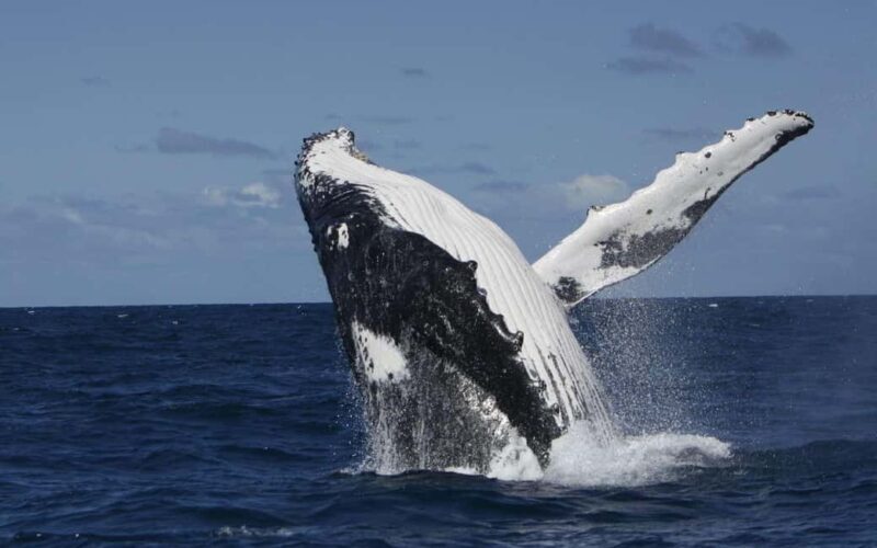 Moorea: Whale watching adventure - Key Points