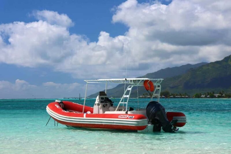 Moorea: Whale watching adventure - Who Will Love This Tour?