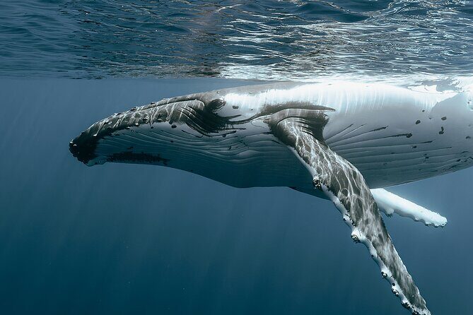 Moorea Whales Watching and Swimming Half Day Shared Tour - Key Points