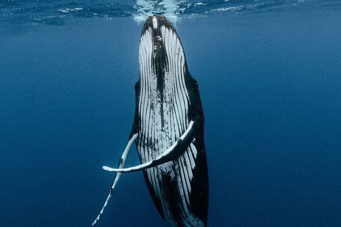 Moorea Whales Watching and Swimming Half Day Shared Tour - Introduction: What You Can Expect from This Tour