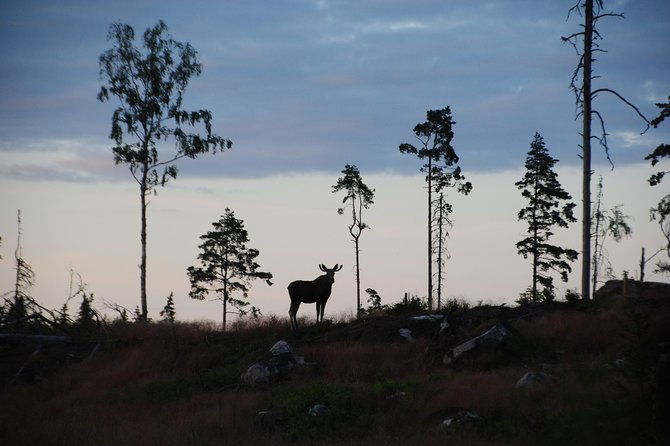 moose-safari-in-the-wild-sweden-tiveden