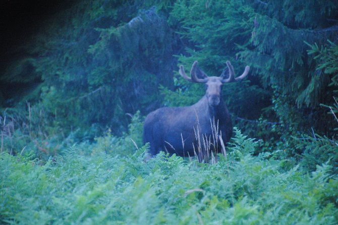 moose-safari-in-the-wild-sweden-tiveden