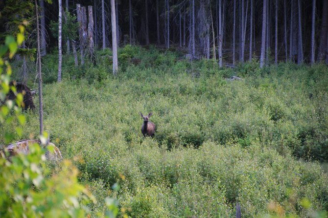 moose-safari-in-the-wild-sweden-tiveden