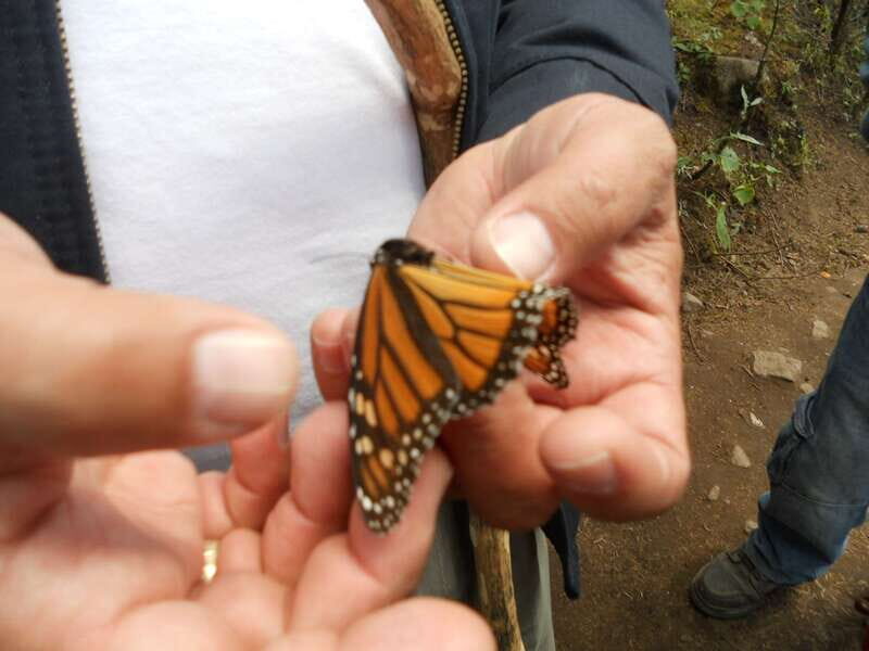 Morelia: Monarch Butterfly Tour - An In-Depth Look at the Tour Experience