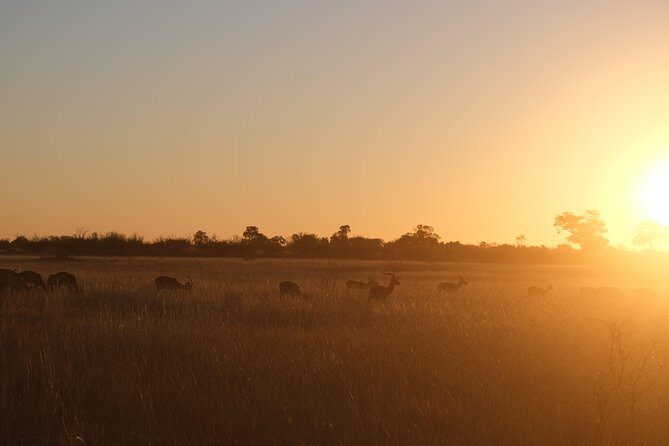 Moremi Day Trip (full day) - Key Points
