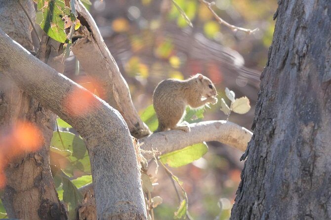Moremi Day Trip (full day) - The Sum Up