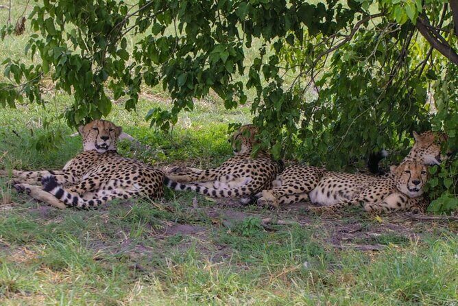 Moremi Full Day Trip From Maun - Authentic Insights from Travelers