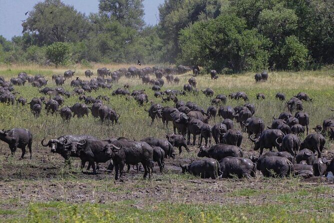 Moremi Full Day Trip From Maun - Final Thoughts