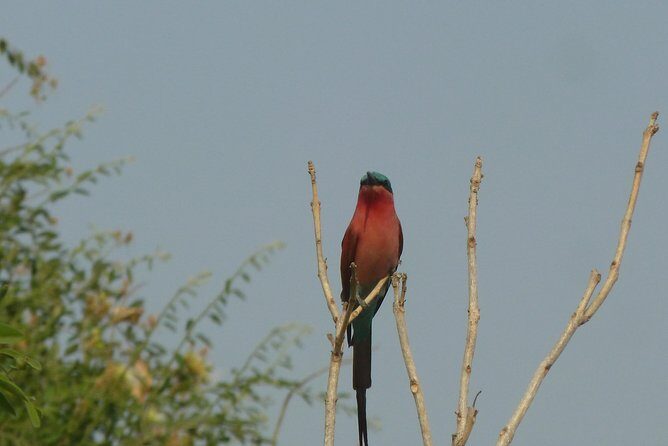 Moremi Game Reserve Day Trip - A Balanced Look at the Moremi Game Reserve Day Trip
