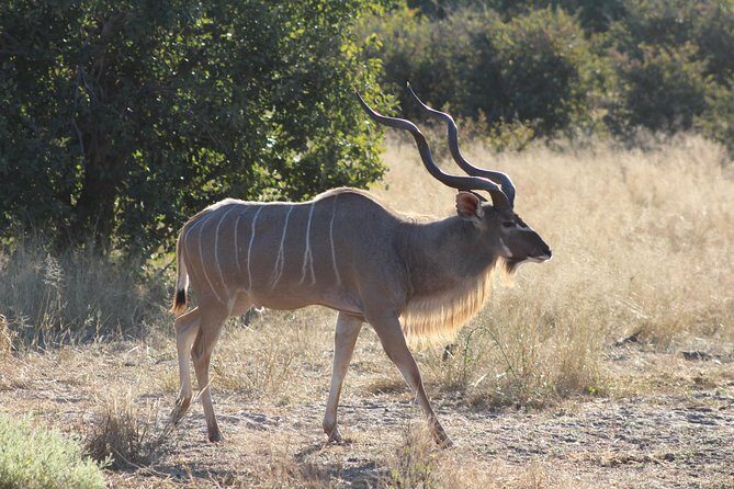 Moremi Game Reserve Day Trip - Transportation, Comfort, and Practical Details
