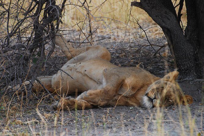 Moremi Game Reserve Day Trip - Frequently Asked Questions