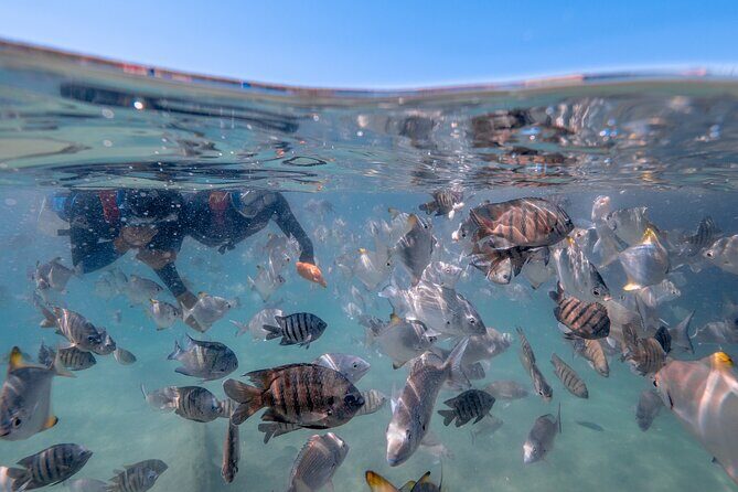 Moreton Island Eco Marine Safari Cruise and Snorkel - FAQ