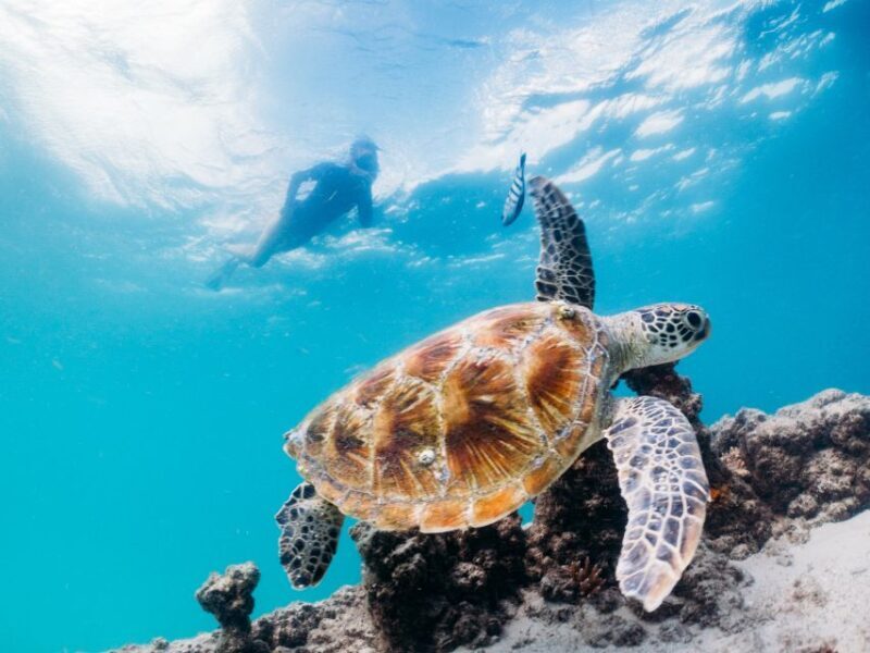 Moreton Island: Marine Discovery Cruise & Dolphin Viewing - The Itinerary: What to Expect on Your Day