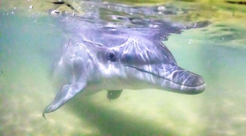 Moreton Island: Tangalooma ATV Quad Bike & Dolphin Feeding - The Journey to Moreton Island