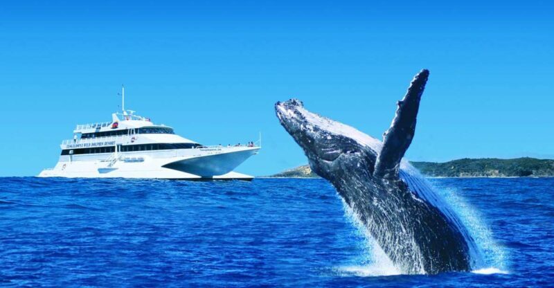 Moreton Island: Tangalooma Day Trip & Whale Watching Cruise - Key Points