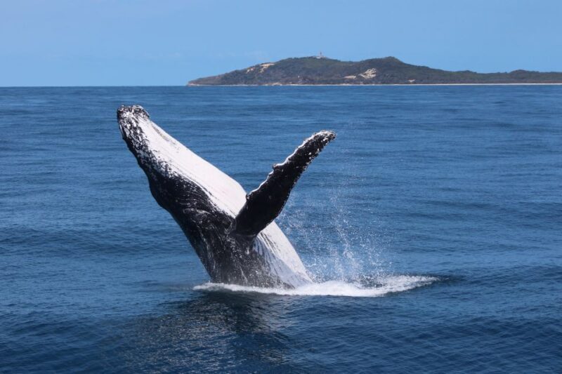 Moreton Island: Tangalooma Day Trip & Whale Watching Cruise - An In-Depth Look at the Experience