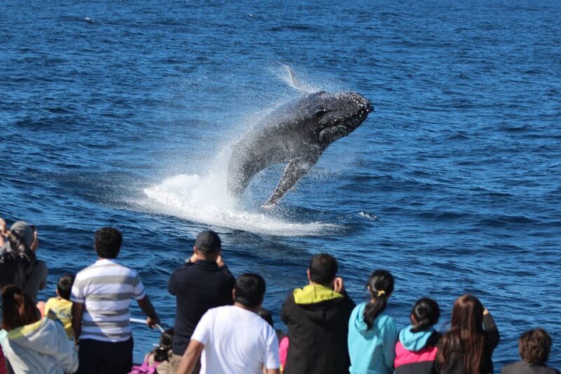 Moreton Island: Tangalooma Day Trip & Whale Watching Cruise - Who Is This Tour Best Suited For?