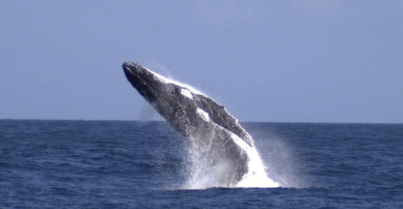 Moreton Island: Tangalooma Whale Watching & Dolphin Feeding - Authentic Insights from Reviews