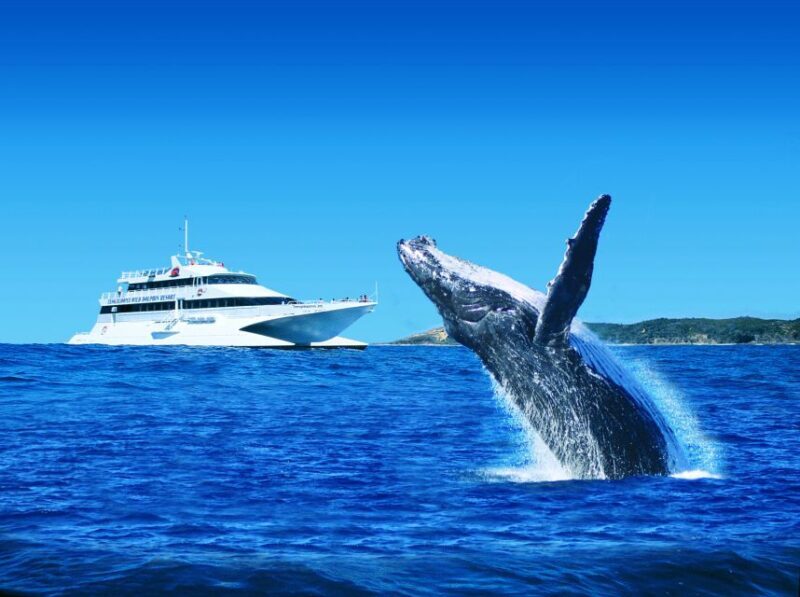 Moreton Island: Tangalooma Whale Watching & Dolphin Viewing - The Drawback: Weather and Wildlife Variability