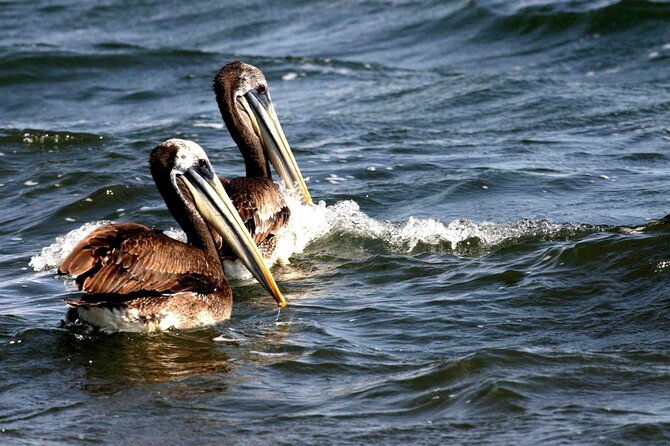 morning-ballestas-island-tour-from-paracas-with-entrances