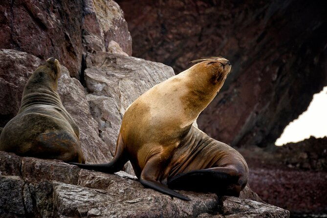 morning-ballestas-island-tour-from-paracas-with-entrances