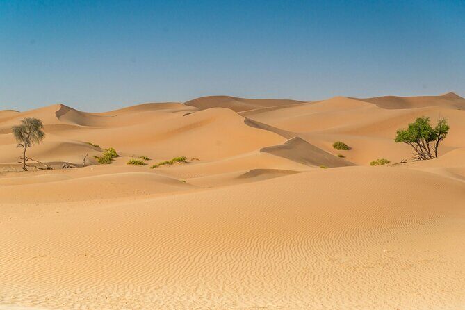 Morning Desert Safari Adventure in Abu Dhabi - What to Expect on Your Desert Safari