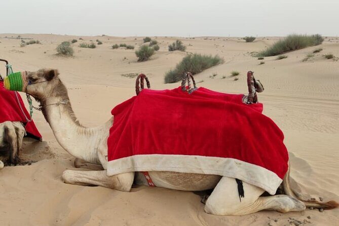 Morning Desert Safari in Dubai Private vehicle - Introduction to the Experience
