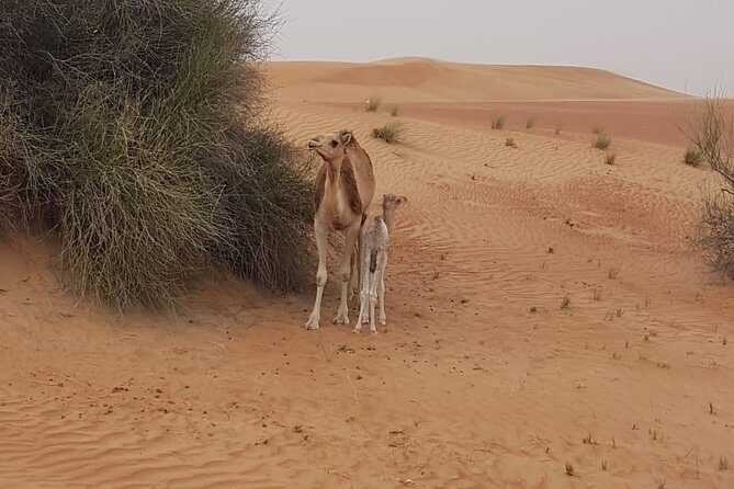 Morning Desert Safari with Camel Rides, Sand Boards and Dune Bashing - An In-Depth Look at What to Expect