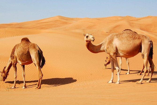 Morning Desert Safari with Quad Bike - What Travelers Say About the Tour