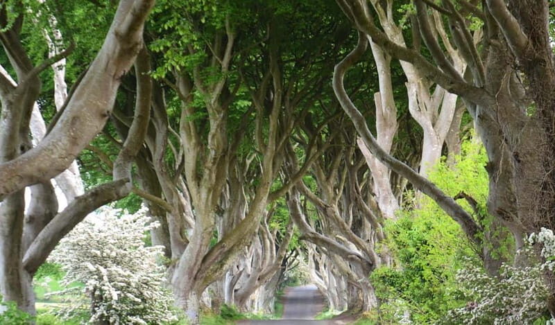 Morning Giants Causeway Half Day Tour from Belfast - Key Points