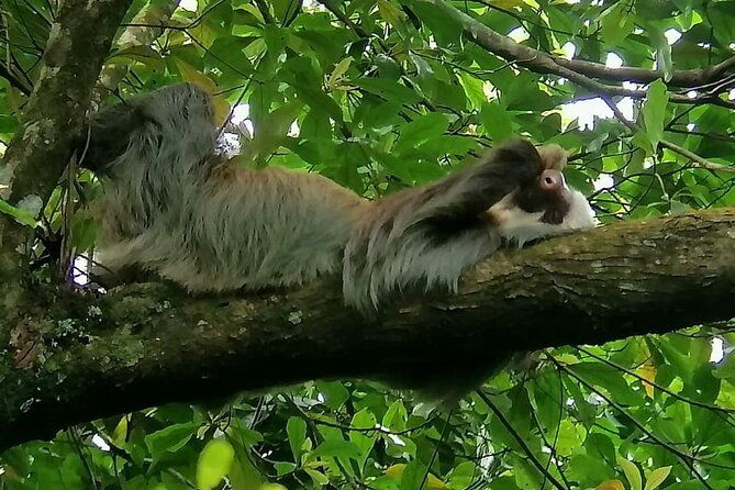 morning-guided-hiking-tour-to-arenal-volcano-with-lunch