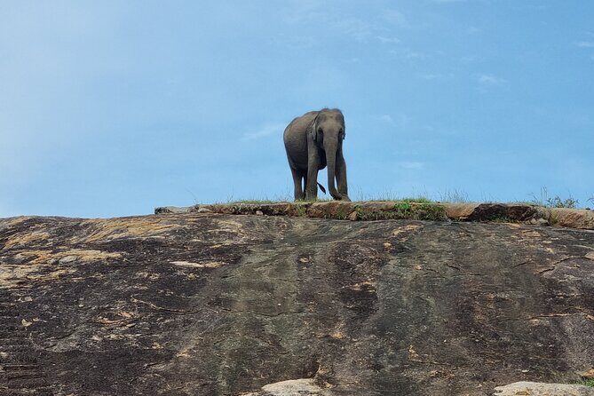 Morning Half-Day 7Hrs Safari Yala National Park - What Reviewers Love the Most