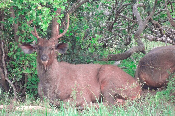 Morning Half-Day 7Hrs Safari Yala National Park - Who Should Book This Safari?