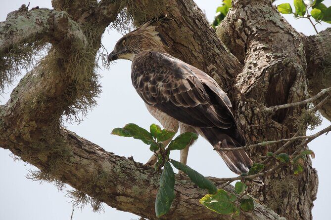 Morning Half-Day 7Hrs Safari Yala National Park - FAQ