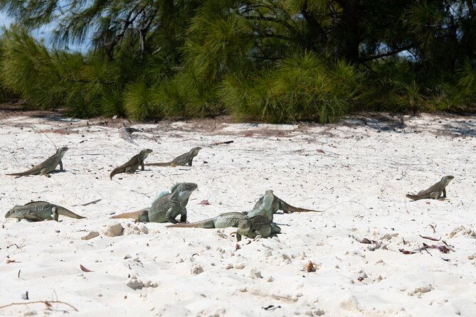 morning-half-day-cruise-from-providenciales-with-snorkeling-and-iguana-island