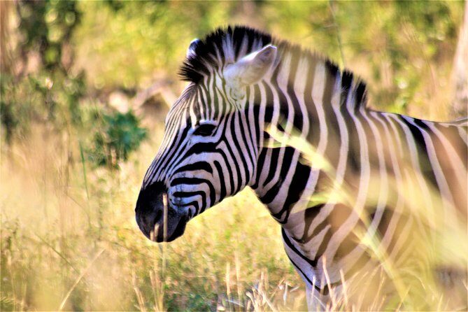 Morning Kruger National Park Safari - What the Reviews Tell Us