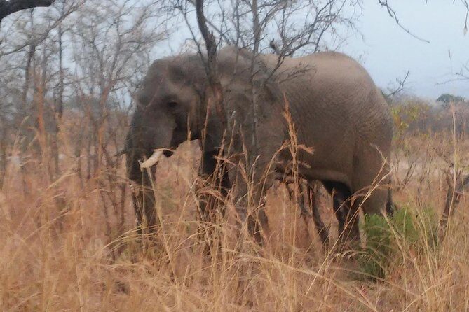 Morning Kruger National Park Safari - Final Thoughts: Is This Tour Right for You?