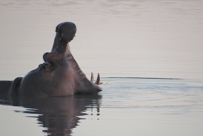 Morning Kruger National Park Safari - FAQs